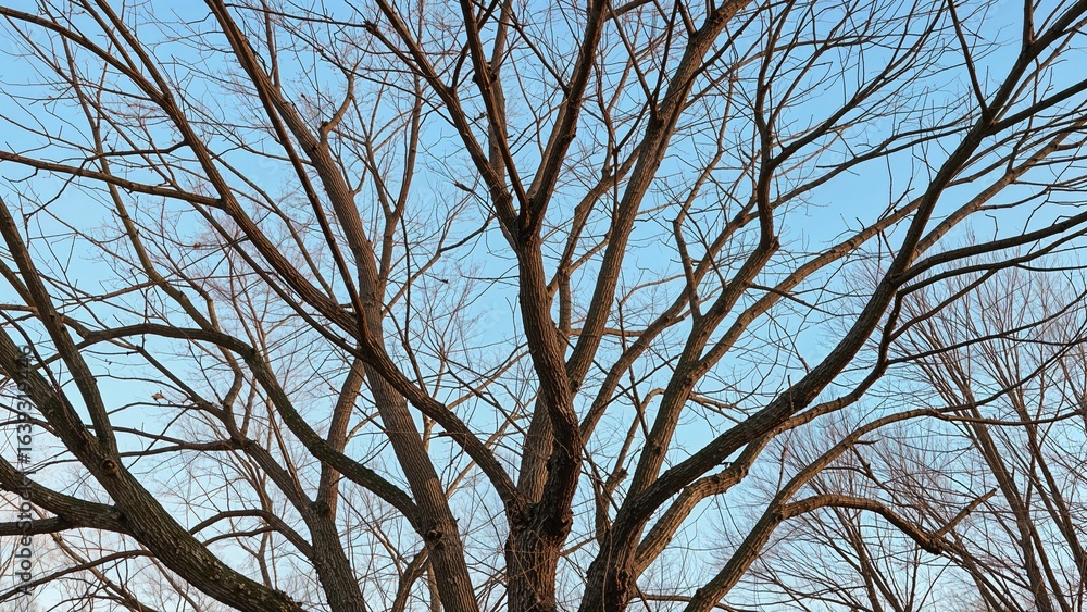 Branches reaching up to the sky Branches reaching up to the sky