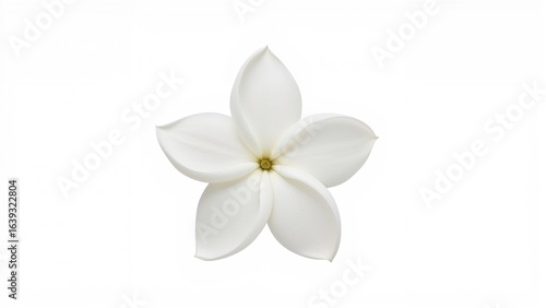 Jasmine Flower Displayed on a Clean White Background