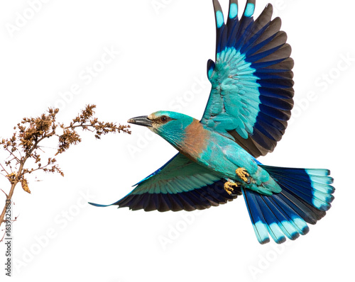Indian Roller in Fligh