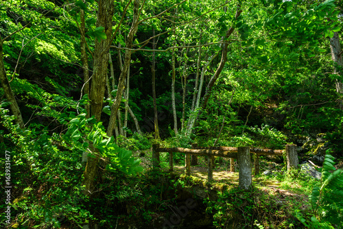 Wallpaper Mural 渓谷 Torontodigital.ca