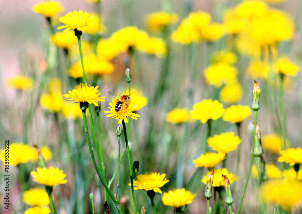 Fototapeta premium Yellow flowers in the sunlight