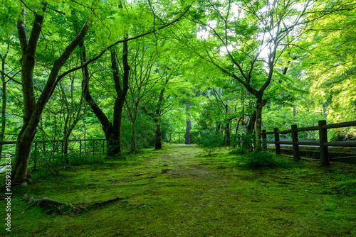 Wallpaper Mural 新緑 Torontodigital.ca