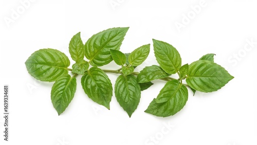 Fresh green basil leaves isolated on a white backdrop