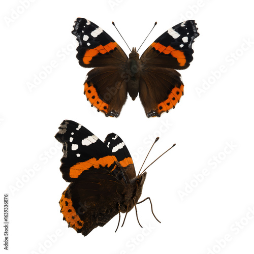 Red Admiral Butterfly