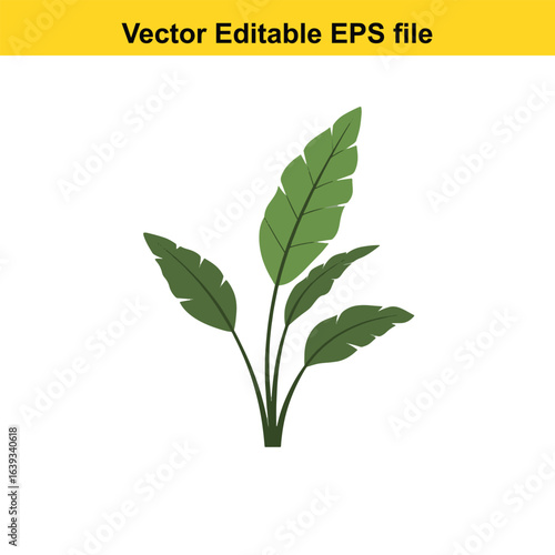 Indoor plant vector art of green tropical plant with large leaves isolated on white background