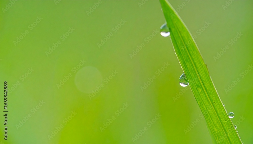 Obraz premium Macro Shot of Dew Drops on a Vibrant Green Blade of Grass