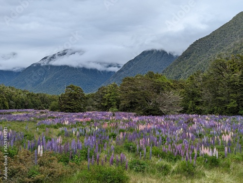 Spring in the mountains, New Zealand