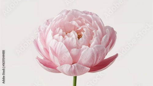 Focused photo of a charming pink and white peony flower with a light background