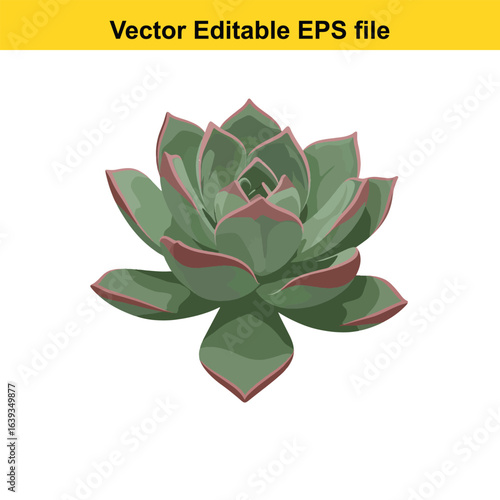 Indoor plant vector art of echeveria succulent plant isolated on white background, vector editable eps file
