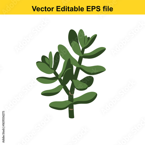 Indoor plant vector art of crassula ovata, commonly known as the jade plant, isolated on white background