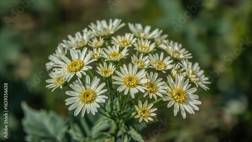 Flowering perennial Gymnaster savatieri belonging to Asteraceae