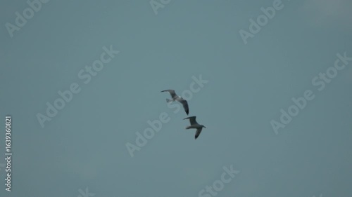 Seagulls flying sky, several birds soaring gracefully against a light blue backdrop, peaceful nature scene.