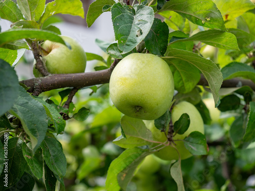 Fresh Green Apples on tree in garden in Natural Sunny day background, Green apples hanging from a trees branch in Natural view