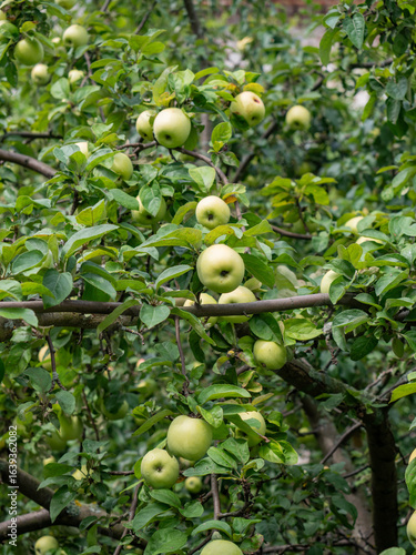 Fresh Green Apples on tree in garden in Natural Sunny day background, Green apples hanging from a trees branch in Natural view