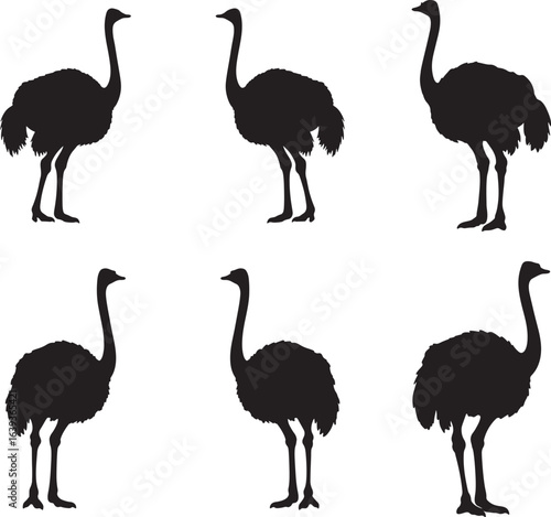 Silhouette of Ostrich Group Standing on White Background Vector Illustration