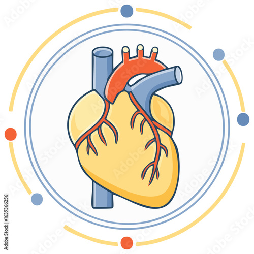 Anatomical Human Heart Organ Illustration with Vessels and Abstract Circular Design Elements