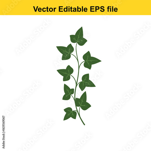 Indoor plant vector art of green ivy plant with leaves isolated on white background