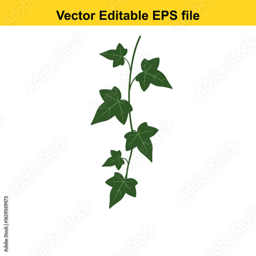 Indoor plant vector art of green ivy plant with leaves isolated on white background