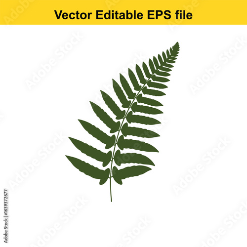 Indoor plant vector art of single green fern leaf isolated on white background, vector illustration