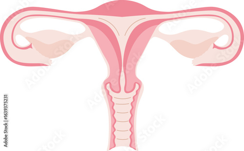Illustration of the Female Reproductive System Ovary