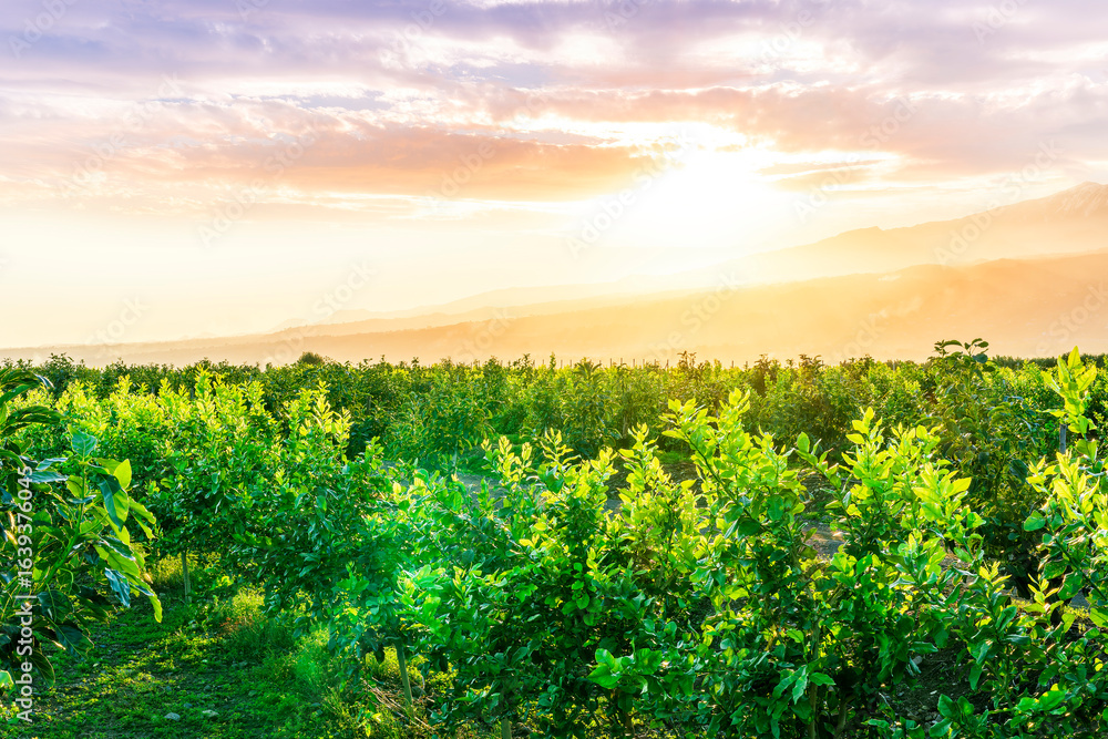 Naklejka premium plantation rows of agricultural field with young fruit trees with beautiful mountains and cloudy eveninf or morning sky on background. Spring season rustic landscape.