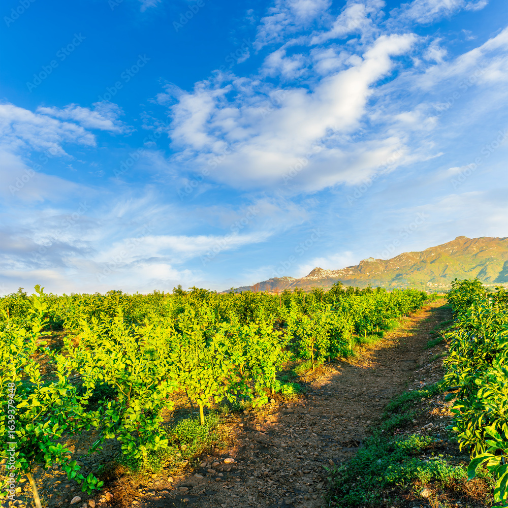 Fototapeta premium beautiful green sunset garden with rows of young fruit trees in agricutlure farm field during sunset with amazing cloudy sky on background
