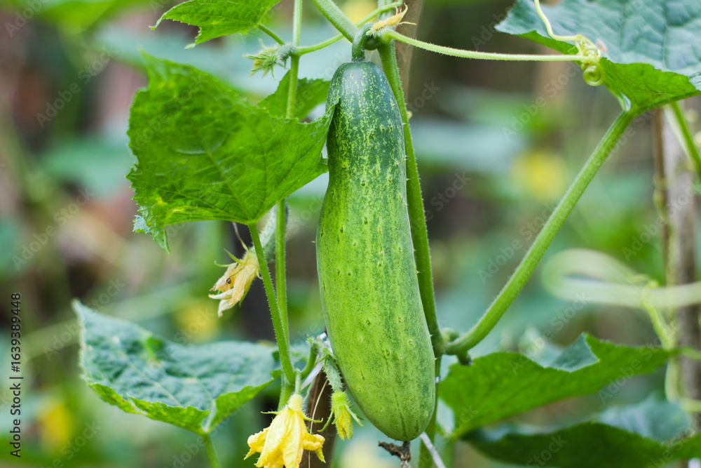 Obraz premium close up of fresh cucumber hanging on vine in garden, taken in indonesia