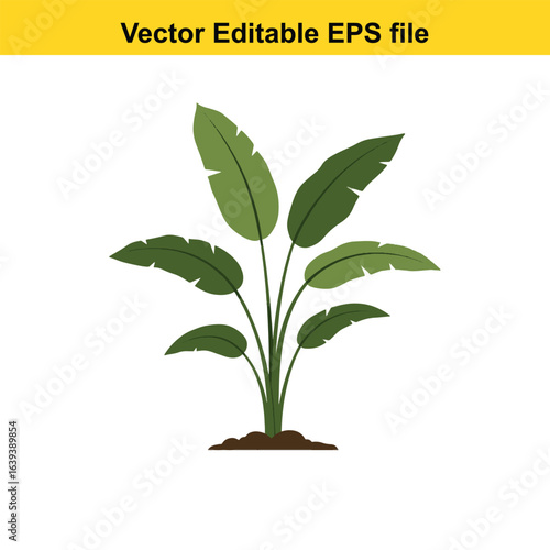 Indoor plant vector art of green banana plant leaves isolated on white background