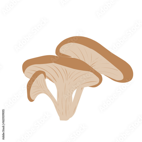 Illustration of an oyster mushroom plant. Mushroom illustration. Flat design of an oyster mushroom. Cartoon illustration of an oyster mushroom