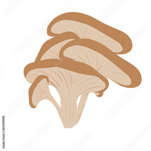 Illustration of an oyster mushroom plant. Mushroom illustration. Flat design of an oyster mushroom. Cartoon illustration of an oyster mushroom