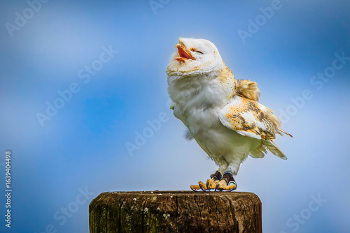 Wallpaper Mural Little owl Torontodigital.ca