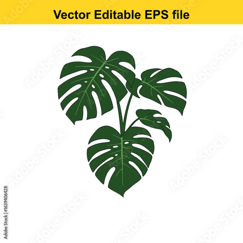 Indoor plant vector art of monstera deliciosa plant with large green leaves, isolated on white background