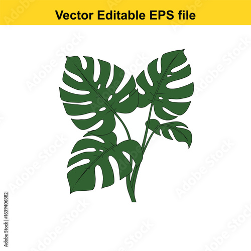 Indoor plant vector art of monstera deliciosa plant with large green leaves, isolated on white background