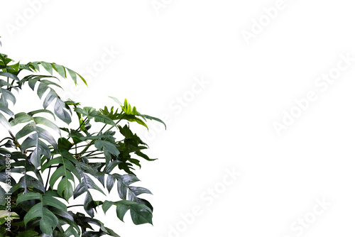 Philodendron plant growth in rain forest, transparency background in PNG file