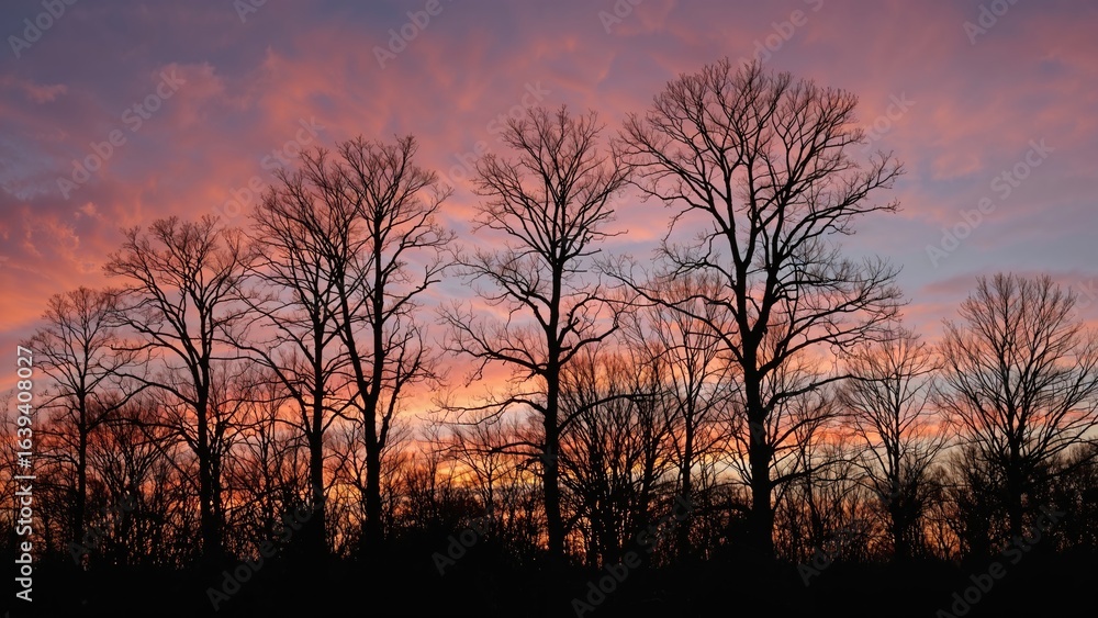 Dark tree shapes at dusk Dark tree shapes at dusk