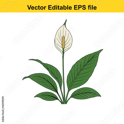 Indoor plant vector art of peace lily flower with green leaves isolated on white background, vector editable eps file