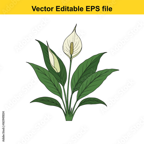 Indoor plant vector art of peace lily flower with green leaves isolated on white background, vector editable eps file