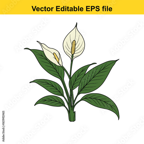 Indoor plant vector art of peace lily flower with green leaves isolated on white background