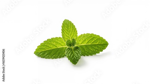 Fresh mint leaves on a plain white backdrop
