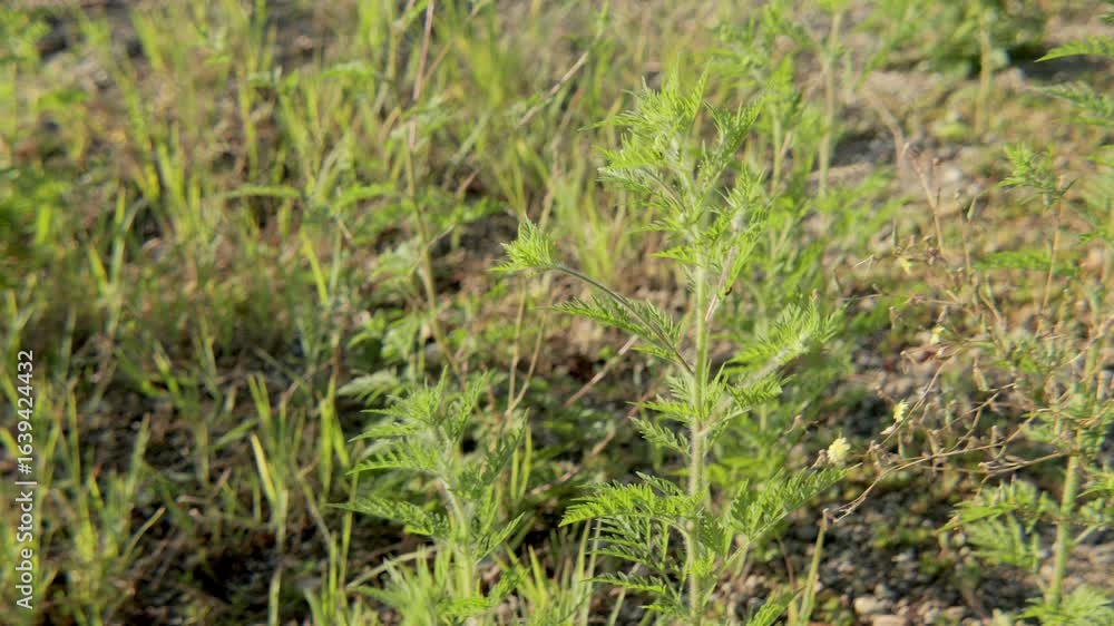Close-up of Ambrosia artemisiifolia plant 4K video