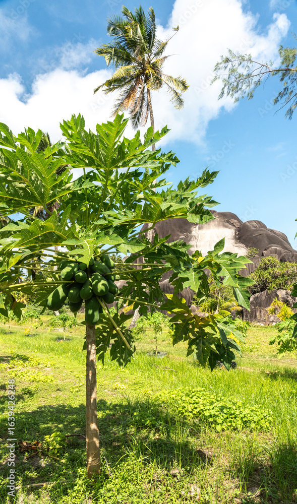 Fototapeta premium Papaya fruit tree on seychelles farm. Carica papaya ripe fruits in sunny garden, pawpaw harvest