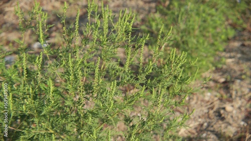Early inflorescence of common ragweed plant 4K UHD video