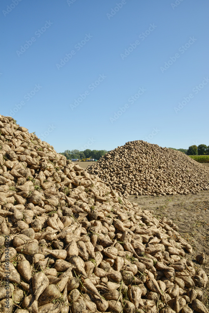 Obraz premium Zuckerrübe, Zuckerrüben, Beta vulgaris, Feldlagerung