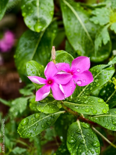 pink flowers