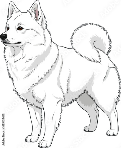 Cute American Eskimo dog standing looking away illustration vector