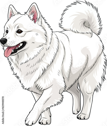 Cute American Eskimo Dog walking side view vector illustration