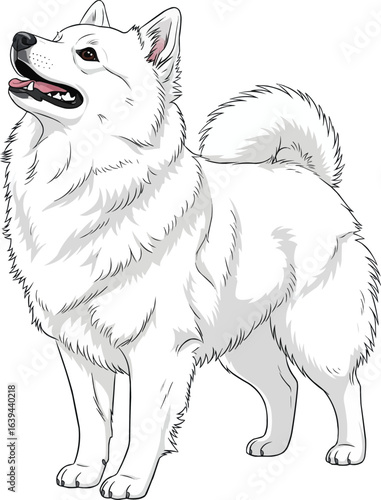 smiling American Eskimo Dog looking up side view vector illustration