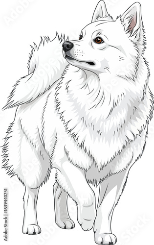 Beautiful American Eskimo Dog looking away vector illustration