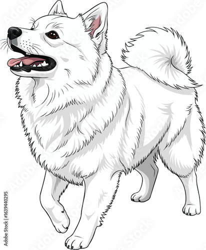 Happy American Eskimo Dog smiling and looking up vector illustration