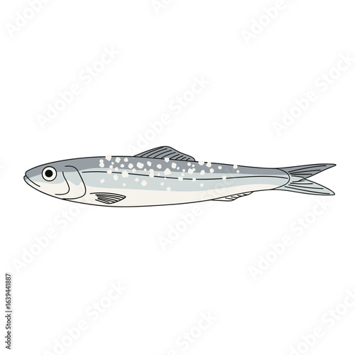 Salted anchovy illustration with detailed features and fins isolated on transparent background
